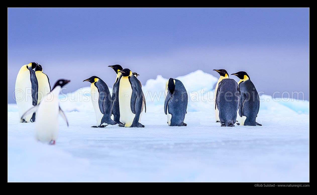 Image of Emperor Penguins (Aptenodytes forsteri) on pack ice, accompanied by a lone Adelie Penguin (Pygoscelis adeliae). Panorama, Ross Sea, Antarctica Region, Antarctica stock photo image