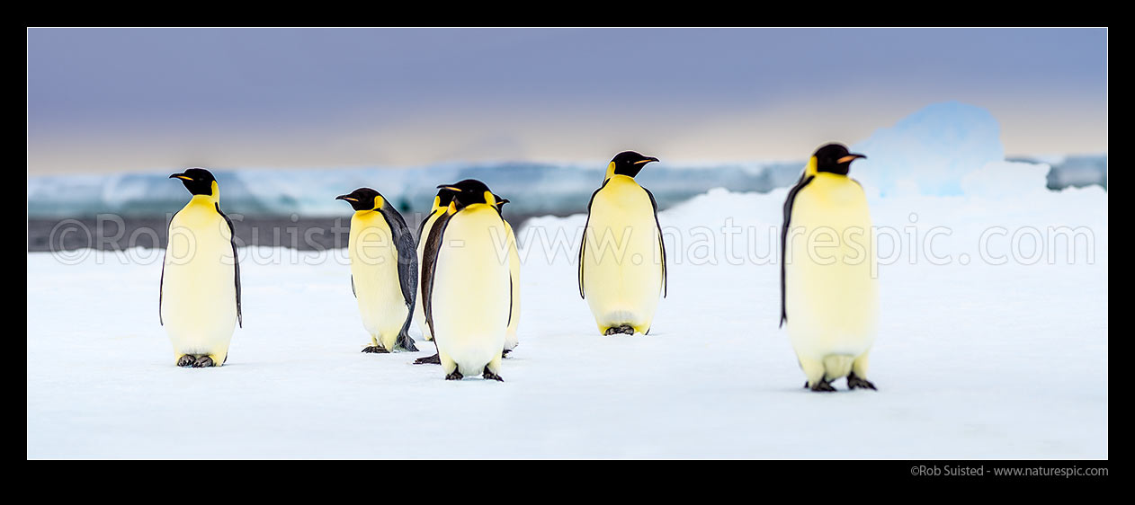 Image of Emperor Penguins (Aptenodytes forsteri) on pack ice. Panorama, Ross Sea, Antarctica Region, Antarctica stock photo image