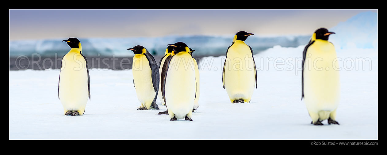 Image of Emperor Penguins (Aptenodytes forsteri) on pack ice. Panorama, Ross Sea, Antarctica Region, Antarctica stock photo image