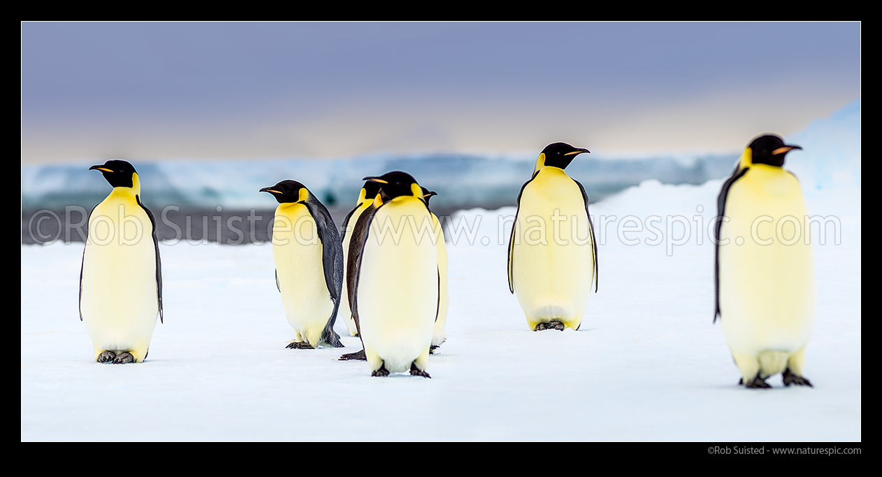 Image of Emperor Penguins (Aptenodytes forsteri) on pack ice. Panorama, Ross Sea, Antarctica Region, Antarctica stock photo image