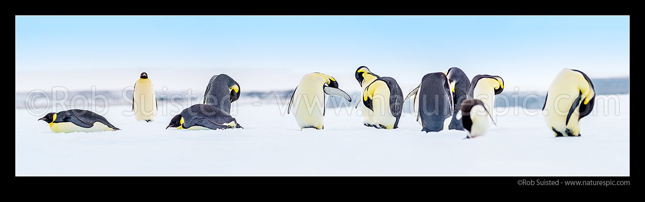 Image of Emperor Penguins (Aptenodytes forsteri) on pack ice, accompanied by a lone Adelie Penguin (Pygoscelis adeliae). Panorama, Ross Sea, Antarctica Region, Antarctica stock photo image