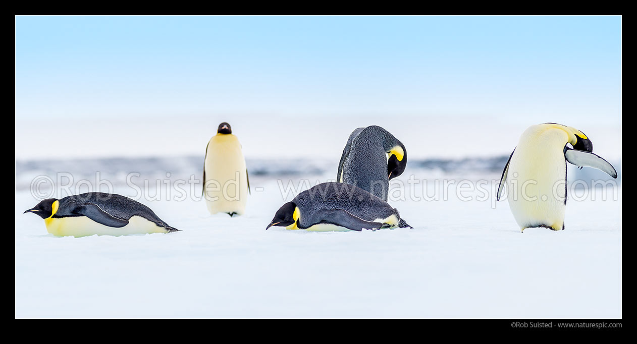 Image of Emperor Penguins (Aptenodytes forsteri). Group of Emperor Penguins, including sleeping birds on pack ice. Panorama, Ross Sea, Antarctica Region, Antarctica stock photo image