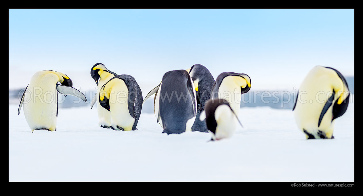 Image of Emperor Penguins (Aptenodytes forsteri). Group of Emperor Penguins, including sleeping birds on pack ice. Panorama, Ross Sea, Antarctica Region, Antarctica stock photo image