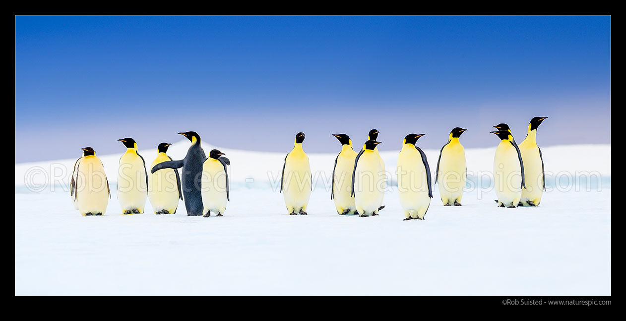 Image of Emperor Penguins on snow and pack ice (Aptenodytes forsteri). Panorama, Ross Sea, Antarctica Region, Antarctica stock photo image