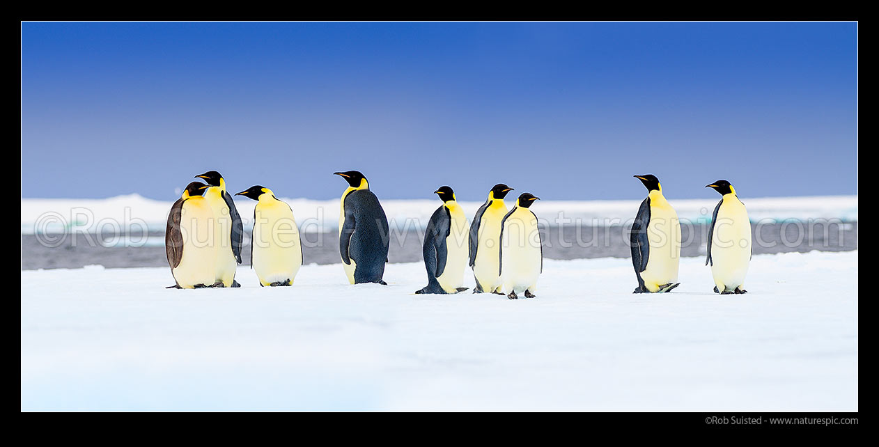 Image of Emperor Penguins on snow and pack ice (Aptenodytes forsteri). Group of Emperors. Panorama, Ross Sea, Antarctica Region, Antarctica stock photo image