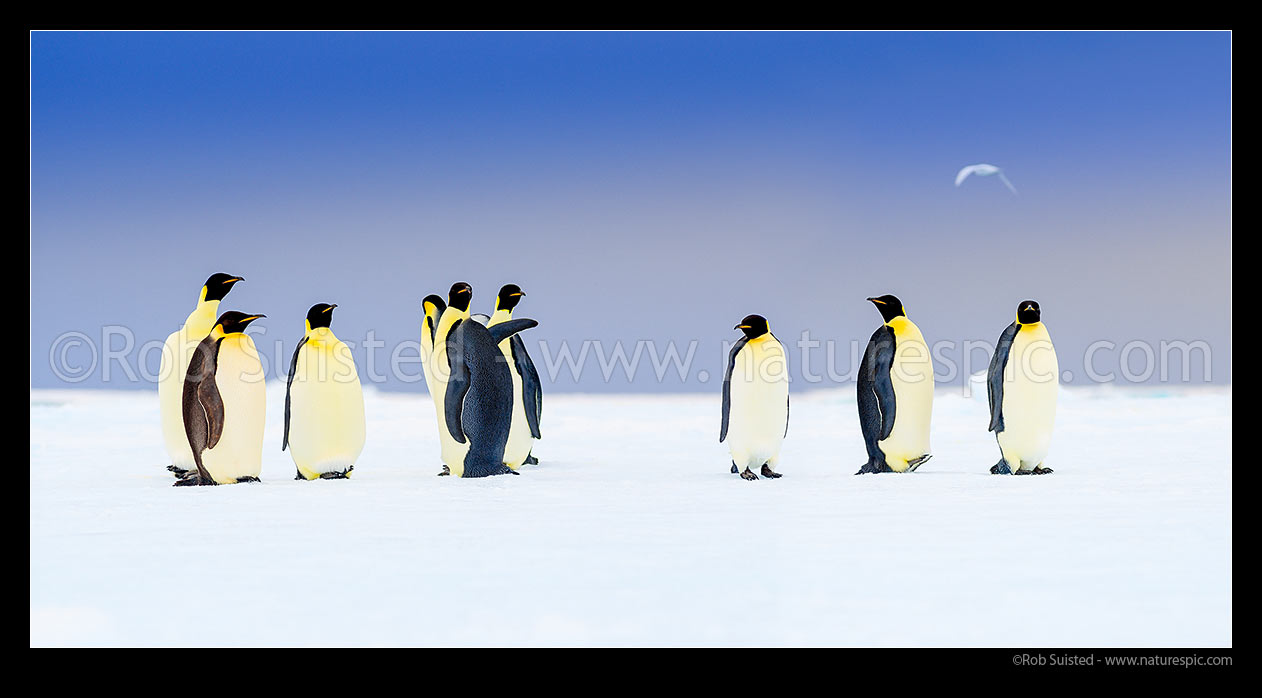 Image of Emperor Penguins on snow and pack ice (Aptenodytes forsteri), with snow petrel (Pagodroma nivea) flying overhead. Panorama, Ross Sea, Antarctica Region, Antarctica stock photo image