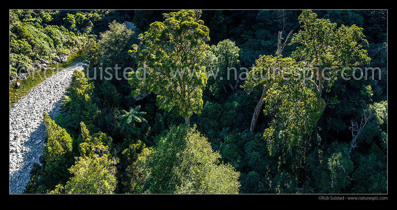 Image of Forest canopy and river. Giant Northern rata tree (Metrosideros robusta) at left and other podocarp trees beside the Hutt River. Aerial panorama, Kaitoke Regional Park, Wellington Region, New Zealand (NZ) stock photo image