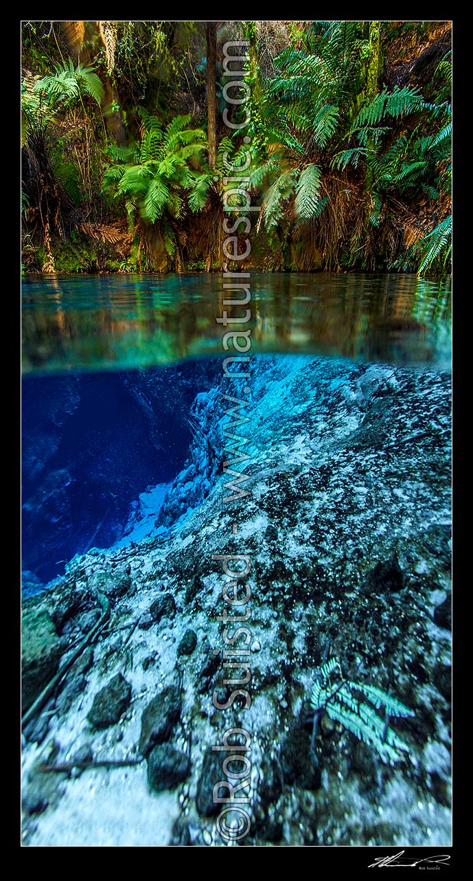 Image of Blue Springs underwater split image under and above with extremely clear freshwater and ferns and plant life. Waihou River, Putaruru, South Waikato District, Waikato Region, New Zealand (NZ) stock photo image