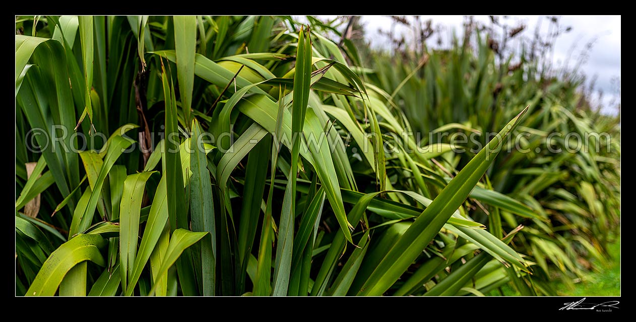 Image of Flax plants and leaves (Phormium tenax), Foxton, Horowhenua District, Manawatu-Wanganui Region, New Zealand (NZ) stock photo image