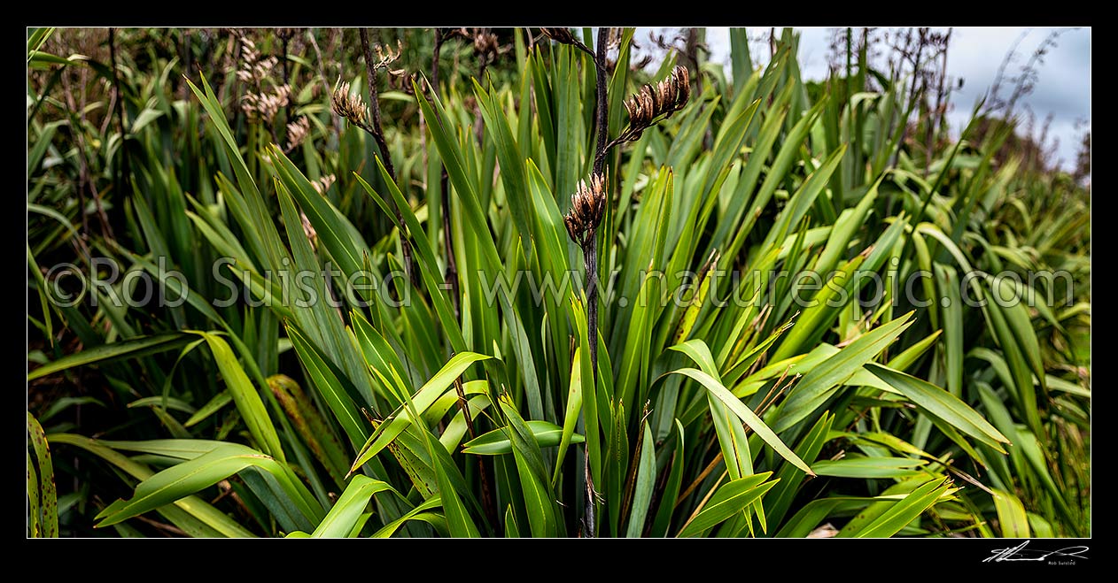 Image of Flax plants and leaves (Phormium tenax), Foxton, Horowhenua District, Manawatu-Wanganui Region, New Zealand (NZ) stock photo image