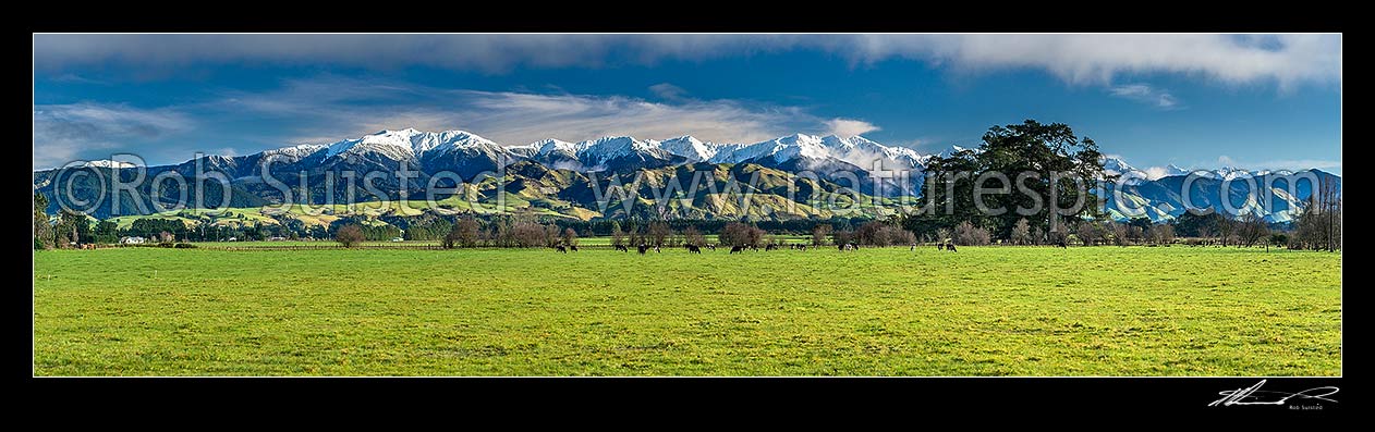 Image of Tararua Ranges above grazing dairy cattle on lush Wairarapa farmland near Masterton. Mt Holdsworth (1470m) centre left, Three Kings centre, Mitre (1571m) at centre right. Fresh winter snowfall. Panorama, Waingawa, Carterton District, Wellington Region, New Zealand (NZ) stock photo image