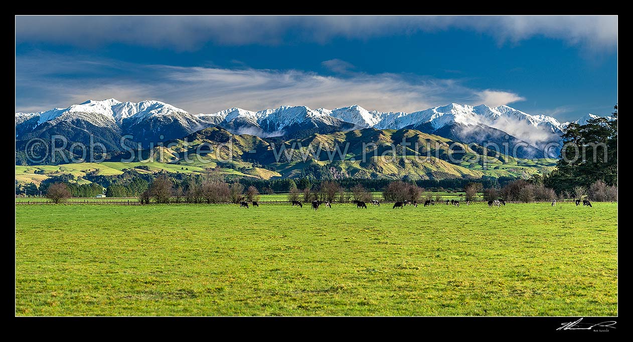 Image of Tararua Ranges above grazing dairy cattle on lush Wairarapa farmland near Masterton. Mt Holdsworth (1470m) left, Three Kings centre, Mitre (1571m) at right. Fresh winter snowfall. Panorama, Waingawa, Carterton District, Wellington Region, New Zealand (NZ) stock photo image