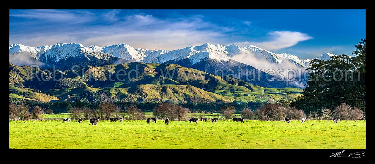 Image of Tararua Ranges above grazing dairy cattle on lush Wairarapa farmland near Masterton. Fresh winter snowfall above. Foreground cows in focus. Panorama, Waingawa, Carterton District, Wellington Region, New Zealand (NZ) stock photo image