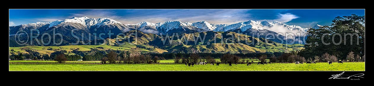 Image of Tararua Ranges above grazing dairy cattle on lush Wairarapa farmland near Masterton. Fresh winter snowfall above. Mountain in focus. Panorama, Waingawa, Carterton District, Wellington Region, New Zealand (NZ) stock photo image