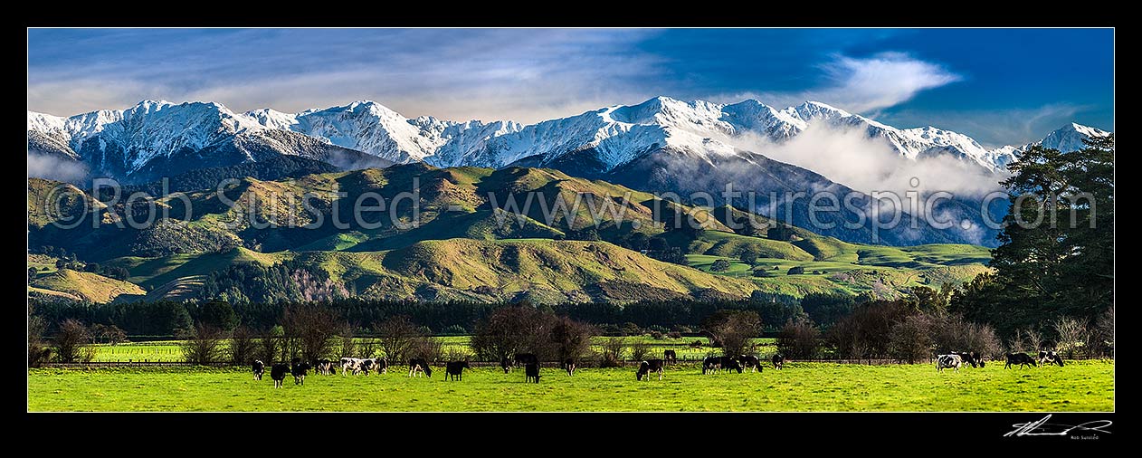 Image of Dairy cattle grazing on lush Wairarapa farmland, below the snowy Tararua Ranges near Masterton. Fresh winter snowfall above. Mountain in focus. Panorama, Waingawa, Carterton District, Wellington Region, New Zealand (NZ) stock photo image