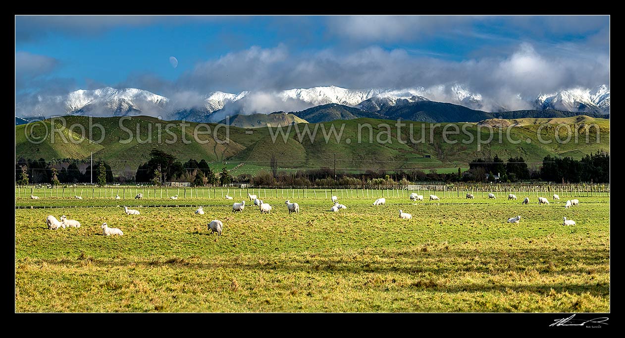 Image of Sheep grazing below snow covered Tararua Ranges near Masterton. Fresh winter snowfall. Panorama, Opaki, Masterton, Masterton District, Wellington Region, New Zealand (NZ) stock photo image