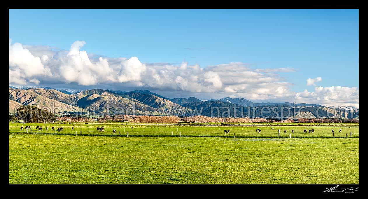 Image of Dairy cows and calves grazing on Manawatu Plains farmland. Tararua Ranges beyond. Panorama, Opiki, Horowhenua District, Manawatu-Wanganui Region, New Zealand (NZ) stock photo image