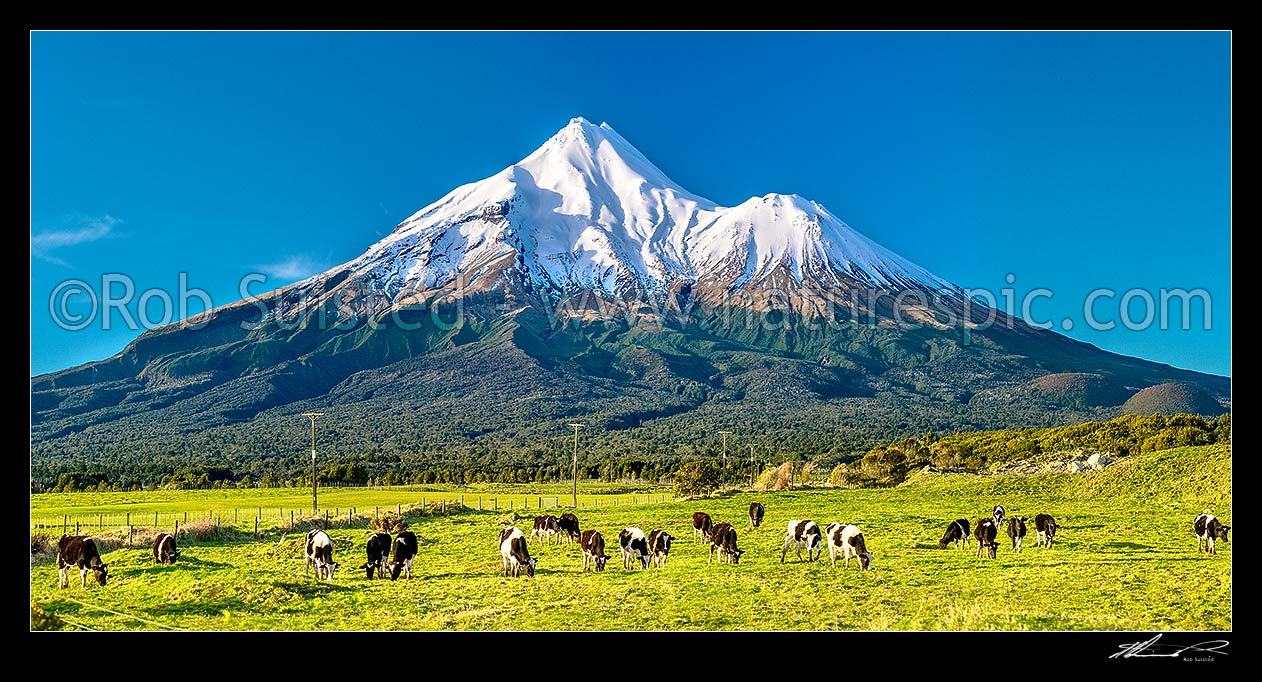 Image of Mt Taranaki (2518m) and young dairy cattle. Egmont National Park, beyond dairy farmland. Panorama, Opunake, South Taranaki District, Taranaki Region, New Zealand (NZ) stock photo image