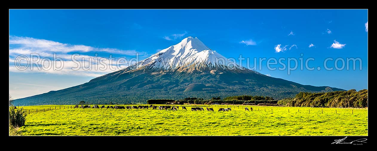 Image of Mt Taranaki (2518m) above dairy cows and lush farmland. Egmont National Park beyond. Panorama, Opunake, South Taranaki District, Taranaki Region, New Zealand (NZ) stock photo image