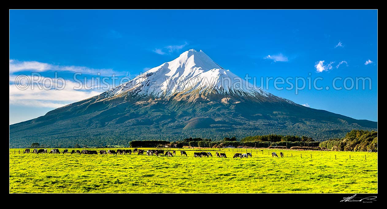 Image of Mt Taranaki (2518m) above dairy cows and lush farmland. Egmont National Park beyond. Panorama, Opunake, South Taranaki District, Taranaki Region, New Zealand (NZ) stock photo image