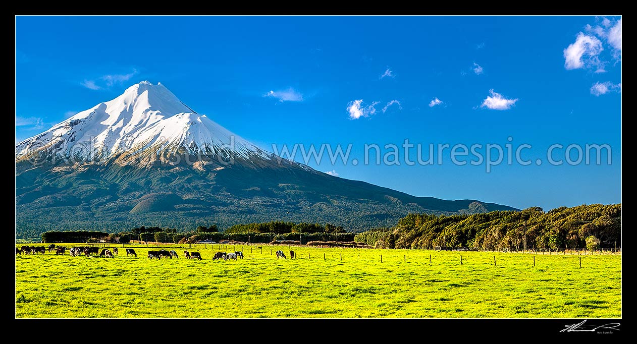 Image of Mt Taranaki (2518m) above dairy cows and lush farmland. Egmont National Park beyond. Panorama, Opunake, South Taranaki District, Taranaki Region, New Zealand (NZ) stock photo image