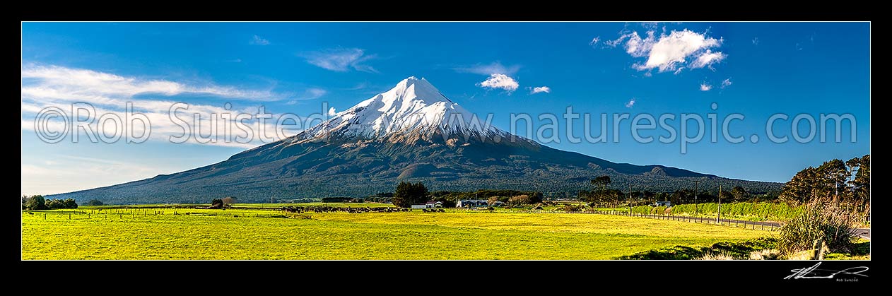 Image of Mt Taranaki (2518m) above dairy cows and lush farmland. Egmont National Park. Panorama, Opunake, South Taranaki District, Taranaki Region, New Zealand (NZ) stock photo image