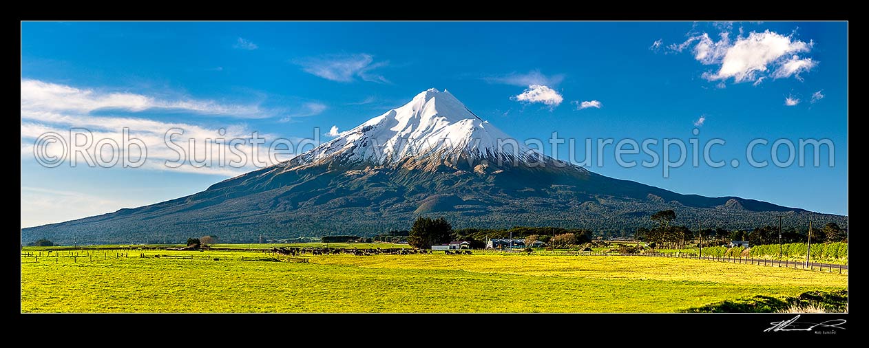 Image of Mt Taranaki (2518m) above dairy cows and lush farmland. Egmont National Park. Panorama, Opunake, South Taranaki District, Taranaki Region, New Zealand (NZ) stock photo image