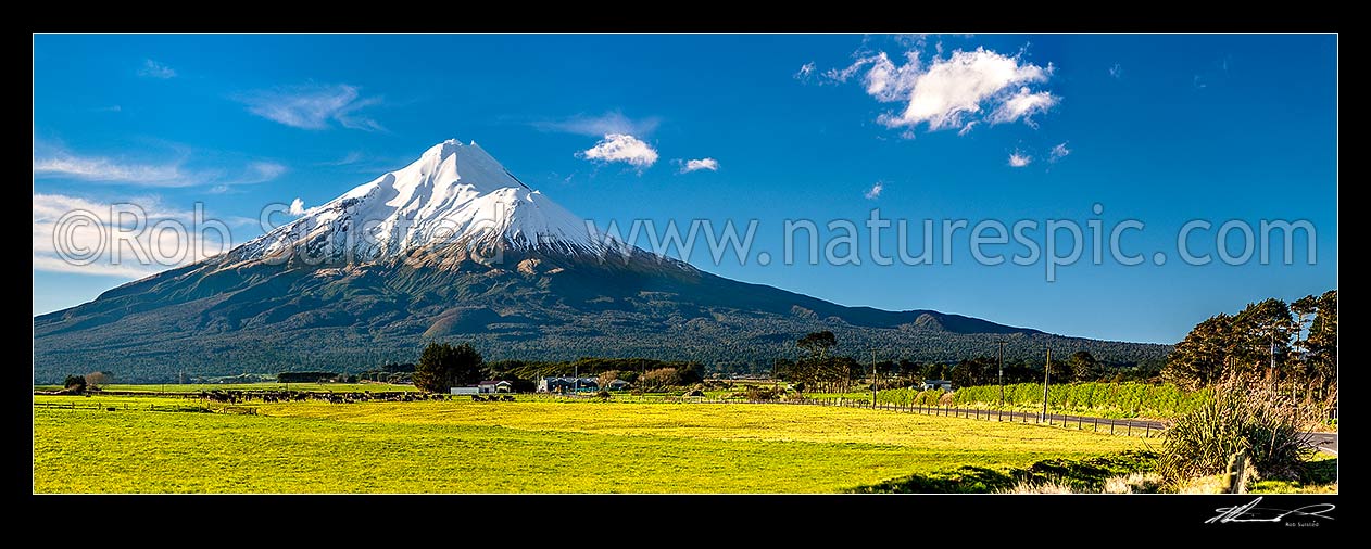 Image of Mt Taranaki (2518m) above dairy cows and lush farmland. Egmont National Park. Panorama, Opunake, South Taranaki District, Taranaki Region, New Zealand (NZ) stock photo image