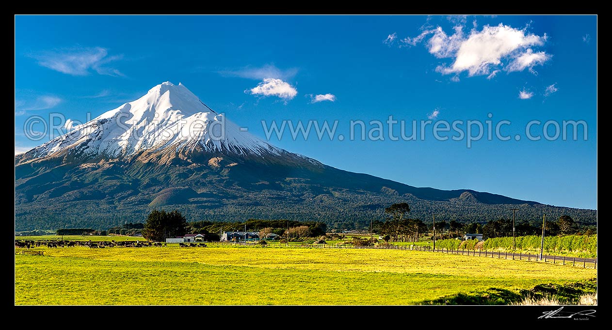 Image of Mt Taranaki (2518m) above dairy cows and lush farmland. Egmont National Park beyond. Panorama, Opunake, South Taranaki District, Taranaki Region, New Zealand (NZ) stock photo image