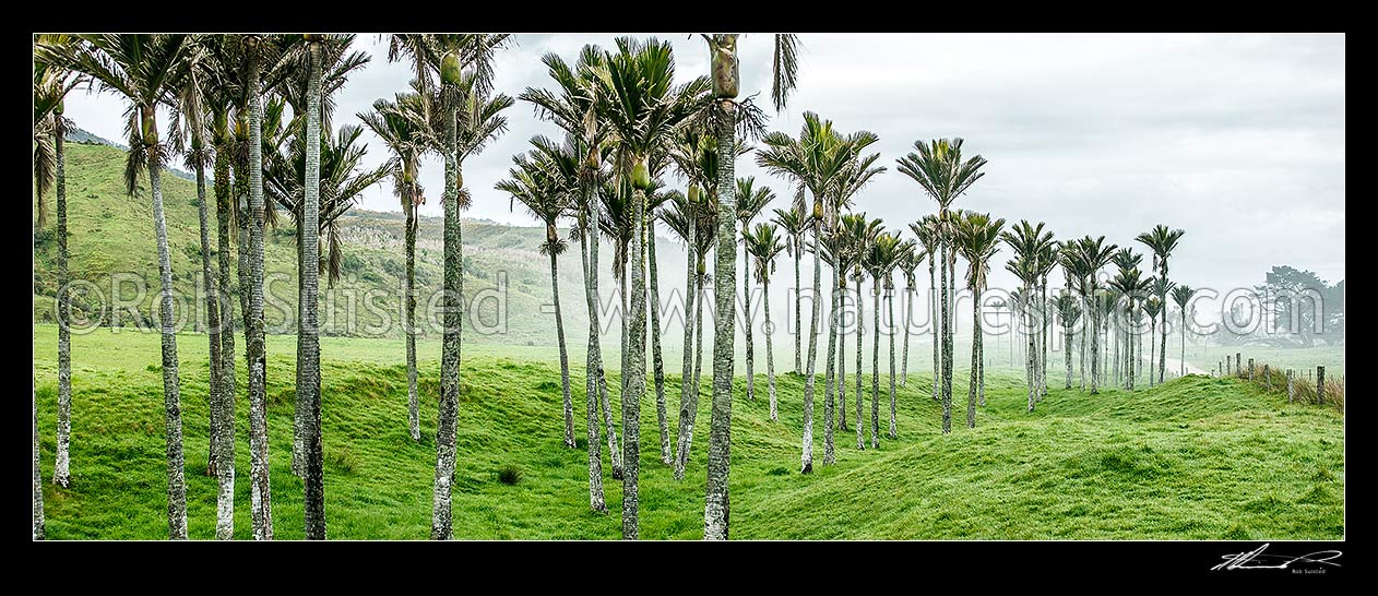 Image of Nikau Palm trees amongst sea fog rolling in over pasture. Nikau (Rhopalostylis sapida) palm tree endemic to New Zealand. Panorama, Karamea, Buller District, West Coast Region, New Zealand (NZ) stock photo image