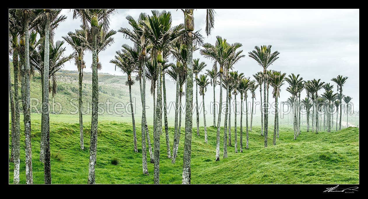 Image of Nikau Palm trees amongst sea fog rolling in over pasture. Nikau (Rhopalostylis sapida) palm tree endemic to New Zealand. Panorama, Karamea, Buller District, West Coast Region, New Zealand (NZ) stock photo image