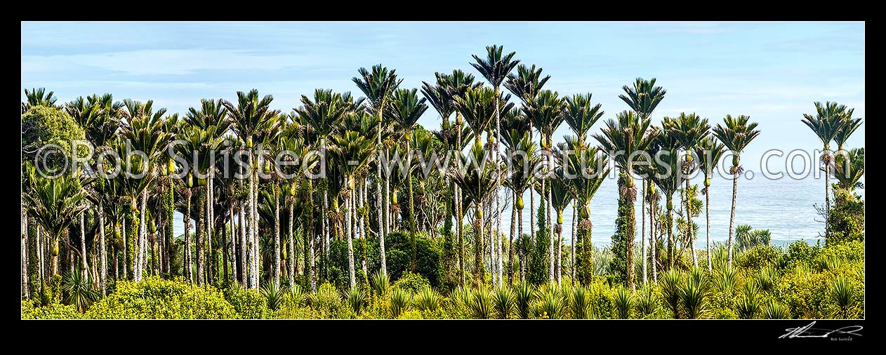 Image of Nikau Palm trees on coast forming a thick forest. Nikau (Rhopalostylis sapida) palm tree endemic to New Zealand. Panorama, Barrytown, Grey District, West Coast Region, New Zealand (NZ) stock photo image