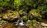 Remutaka Forest stream, Wellington