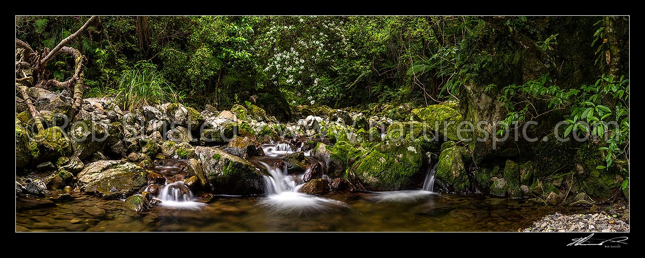 Image of Remutaka (Rimutaka) Forest side creek and flowering Olearia tree. Big Huia Creek in lush native forest. Panorama, Remutaka Range, Wainuiomata, Hutt City District, Wellington Region, New Zealand (NZ) stock photo image