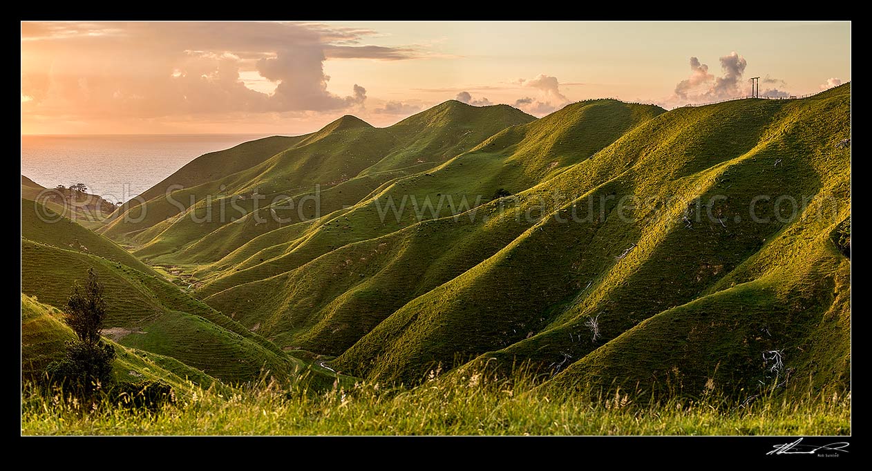 Image of Coastal farmland sunset in the Waikato. Rolling hills and stream with soft golden light defining ridgelines. Panorama, Marokopa, Waitomo District, Waikato Region, New Zealand (NZ) stock photo image