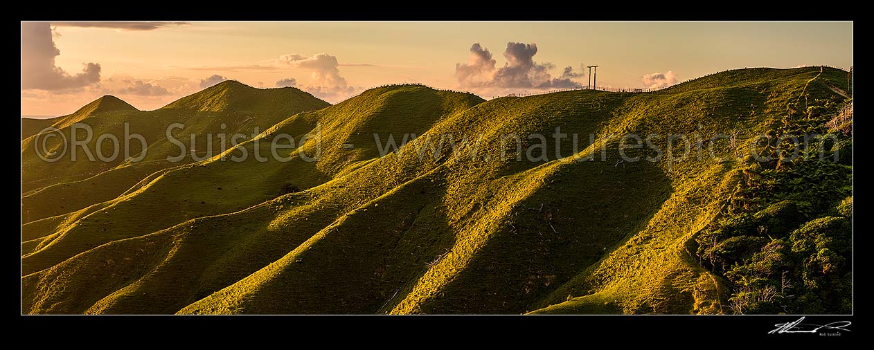 Image of Golden lush farmland lit by coastal sunset. Rolling hills and pasture running down to small stream. Panorama, Marokopa, Waitomo District, Waikato Region, New Zealand (NZ) stock photo image