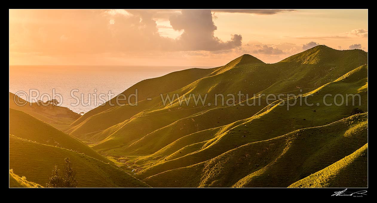 Image of Golden lush farmland lit by coastal sunset. Rolling hills with sheep grazing pasture running down to small stream. Panorama, Marokopa, Waitomo District, Waikato Region, New Zealand (NZ) stock photo image