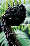 Tree fern koru