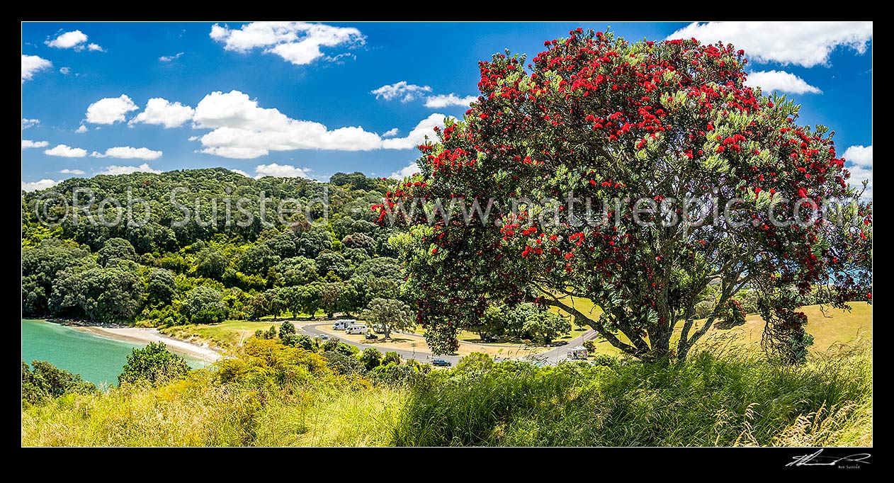 Image of Pohutukawa tree (Metrosideros excelsa) flowering in Anzac Bay, Papatu Point. Panorama, Bowentown, Waihi Beach, Western Bay of Plenty District, Bay of Plenty Region, New Zealand (NZ) stock photo image