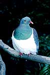 Wood pigeon