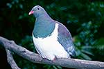 Wood pigeon