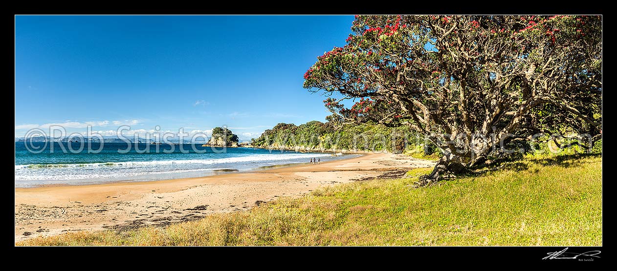 Image of Matapaua Bay and walkers, with overhanging flowering pohutukawa trees (Metrosideros excelsa) above the beach. Summer and golden sand. Mercury Bay behind. Panorama, Matapaua Bay, Coromandel Peninsula, Thames-Coromandel District, Waikato Region, New Zealand (NZ) stock photo image