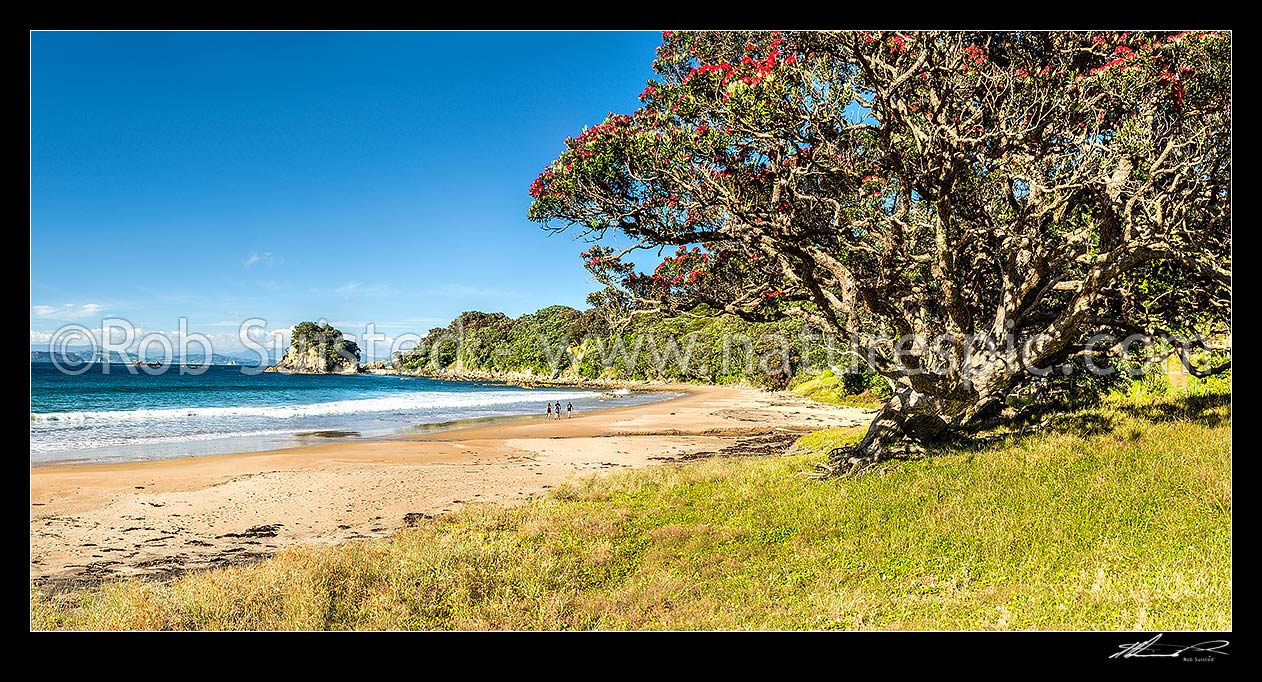 Image of Matapaua Bay and walkers, with overhanging flowering pohutukawa trees (Metrosideros excelsa) above the beach. Summer and golden sand. Mercury Bay behind. Panorama, Matapaua Bay, Coromandel Peninsula, Thames-Coromandel District, Waikato Region, New Zealand (NZ) stock photo image