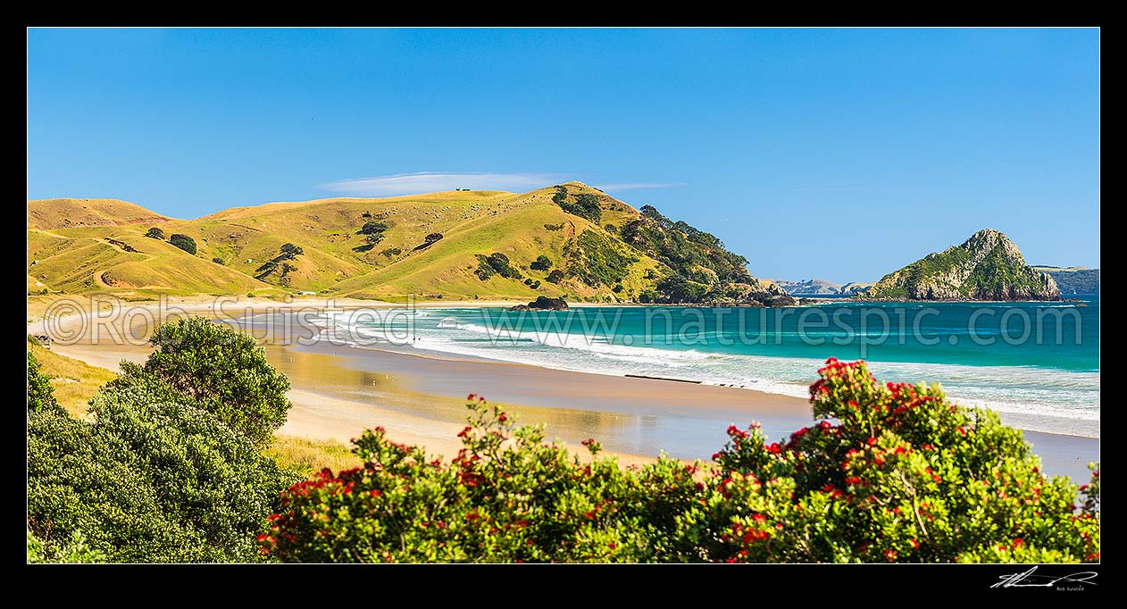 Image of Opito Bay Beach and Tamaihu headland and Tokarahu Point, with flowering pohutukawa trees (Metrosideros excelsa) and golden sand of summer. Panorama, Opito Bay, Coromandel Peninsula, Thames-Coromandel District, Waikato Region, New Zealand (NZ) stock photo image