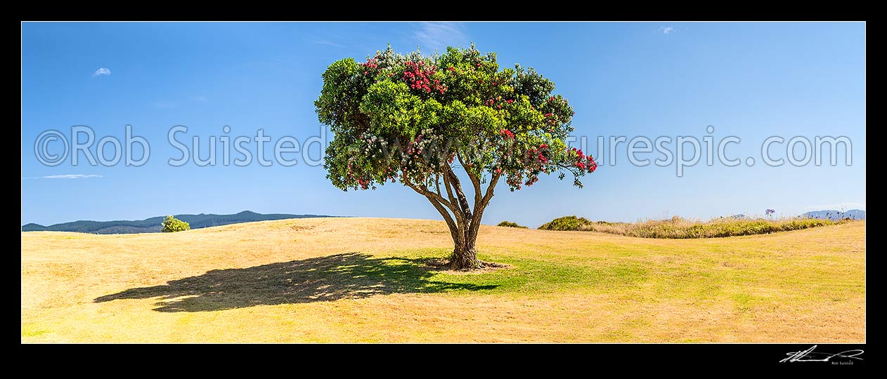 Image of Lone Pohutukawa tree flowering (Metrosideros excelsa). New Zealand Christmas Tree, an iconic Kiwi summer symbol. Panorama, Coromandel, Thames-Coromandel District, Waikato Region, New Zealand (NZ) stock photo image