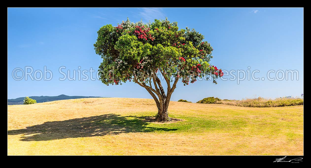 Image of Lone Pohutukawa tree flowering (Metrosideros excelsa). New Zealand Christmas Tree, an iconic Kiwi summer symbol. Panorama, Coromandel, Thames-Coromandel District, Waikato Region, New Zealand (NZ) stock photo image