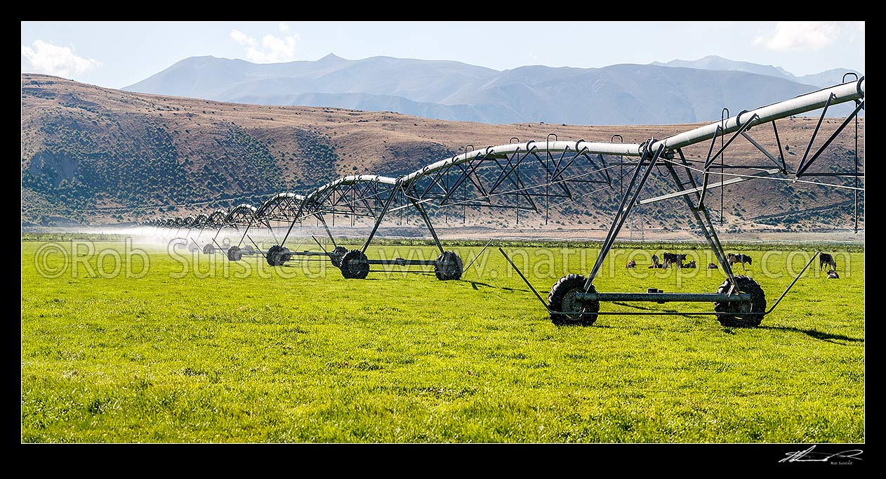 Image of Pivot irrigator irrigating farmland with young grazing cattle, in the MacKenzie basin high country. Panorama, Omarama, Waitaki District, Canterbury Region, New Zealand (NZ) stock photo image