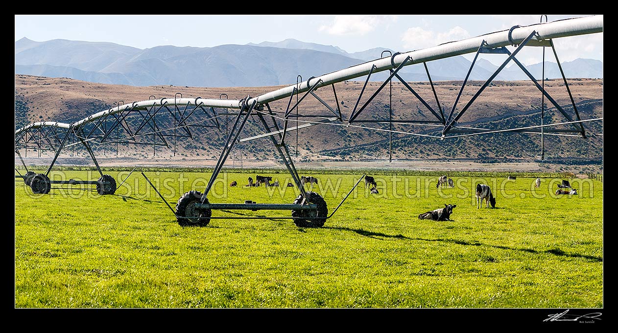 Image of Pivot irrigator irrigating farmland with young grazing cattle, in the MacKenzie basin high country. Panorama, Omarama, Waitaki District, Canterbury Region, New Zealand (NZ) stock photo image