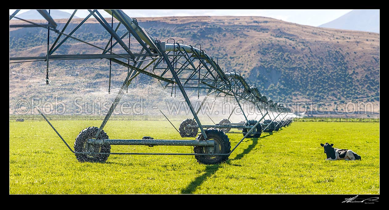 Image of Pivot irrigator irrigating farmland with young grazing cattle, in the MacKenzie basin high country. Panorama, Omarama, Waitaki District, Canterbury Region, New Zealand (NZ) stock photo image