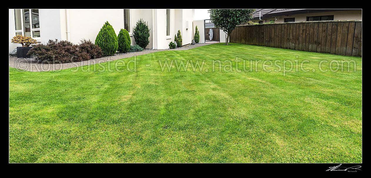 Image of Lawn, well manicured grass lawn in urban setting beside house and garden. Freshing mowed with lawnmower. Panorama, New Zealand (NZ) stock photo image